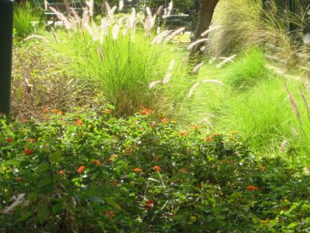 21509-orange-and-yellow-lantana-with-pennisetums-in-background 21509-orange-and-yellow-lantana-with-pennisetums-in-background