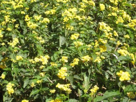 21509-yellow-lantana-bush-up-close 21509-yellow-lantana-bush-up-close