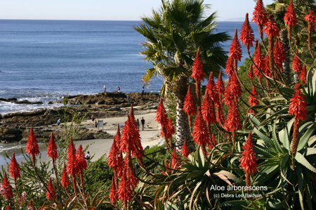 aloe_arborescens aloe_arborescens
