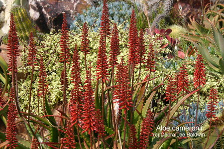 aloe_cameronii aloe_cameronii