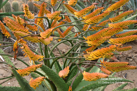aloe_marlothii aloe_marlothii
