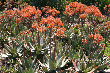 aloe_striata aloe_striata