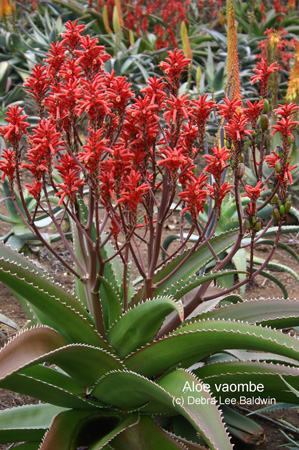 aloe_vaombe aloe_vaombe