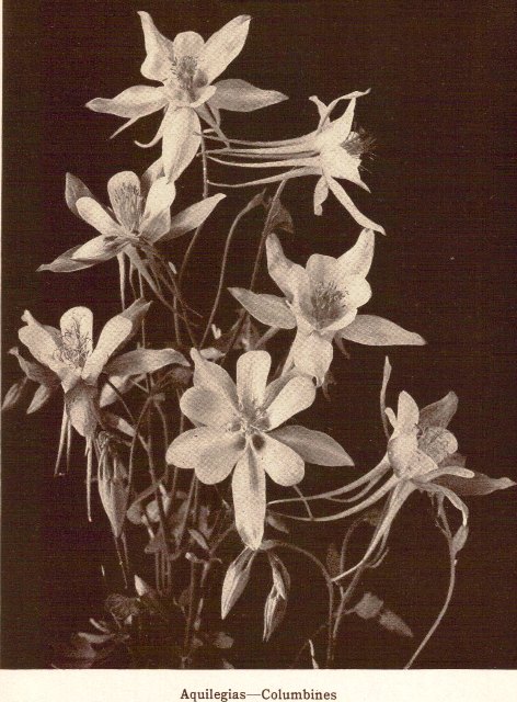 Aquilegia