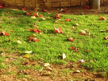 bombax-ceiba-blooms-on-ground-resized bombax-ceiba-blooms-on-ground-resized