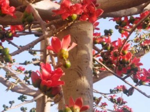 bombax-ceiba-resized-up-close1