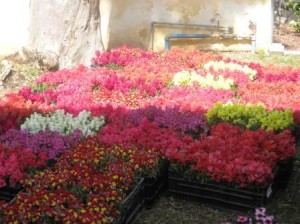 boxes-of-snapdragons-ready-for-planting-revised
