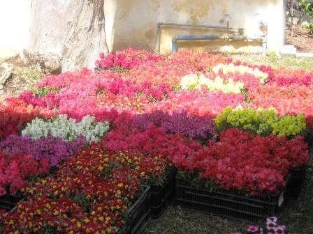 boxes-of-snapdragons-ready-for-planting-revised