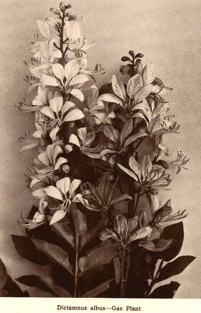 Dictamnus albus