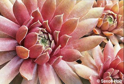 hardy_succulent_faramir