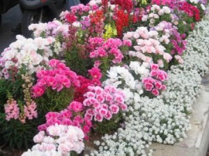 israel-irrigated-flowers-after-revised