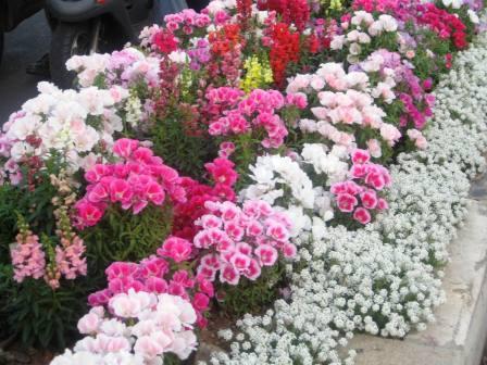 israel-irrigated-flowers-after-revised