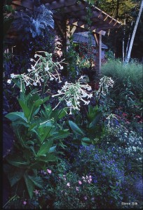 nicotiana-sylv1