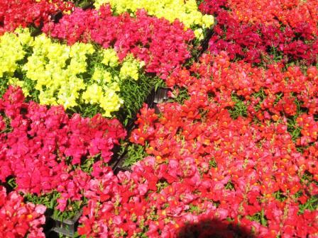 orangered-and-yellow-snapdragons-revised