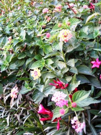pink-and-yellow-lantanas-and-oleanders-resized pink-and-yellow-lantanas-and-oleanders-resized