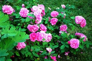 pink-roses-growing-on-fence-resized