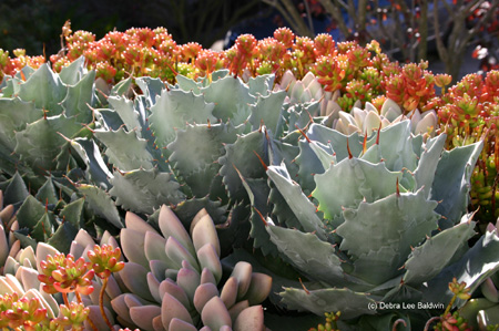 agave_colorata5 agave_colorata5