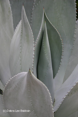 agave_marmorata agave_marmorata