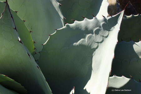 agave_parryi agave_parryi