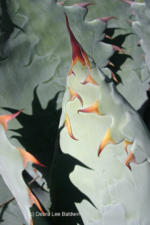 agave_potatorum agave_potatorum