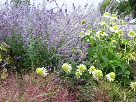 perovskia-41 Perovskia, Echinacea 'Coconut Lime', Eragrostis spectabilis- Bank of Springfield