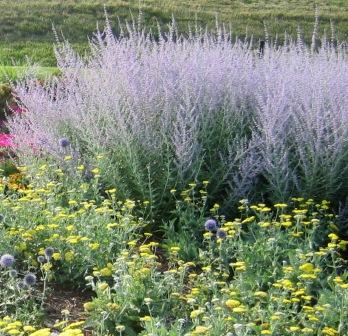 perovskia-echinops-achillea2.jpg