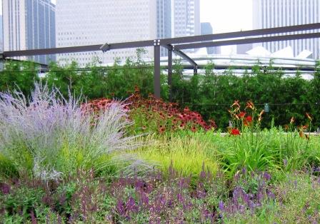 perovskia-lurie-garden Perovskia, Echinacea, Salvia, Sesleria autumnalis, Hemerocallis 'Chicago Apache'- Lurie Garden