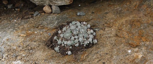 rain-rock-garden-stage-2-b rain-rock-garden-stage-2-b