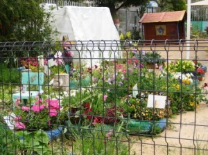 school-gardens-resized-photo-of-garden-with-scarecrow-through-gate