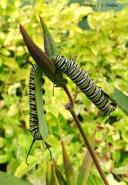 swallowtail-larave-on-asclepias-curassavica-aug-28-08 swallowtail-larave-on-asclepias-curassavica-aug-28-08