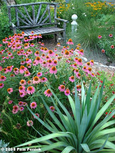 coneflowers-yucca Pam Penick "Coneflowers and yucca"