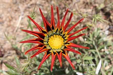 furled_resized furled_resized