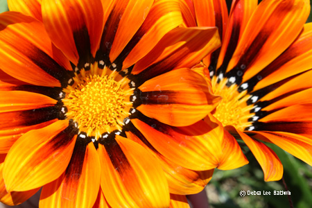 gazania_duo_resized gazania_duo_resized