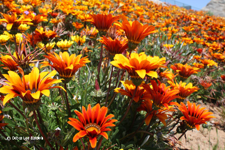 gazania_hillside_resized gazania_hillside_resized
