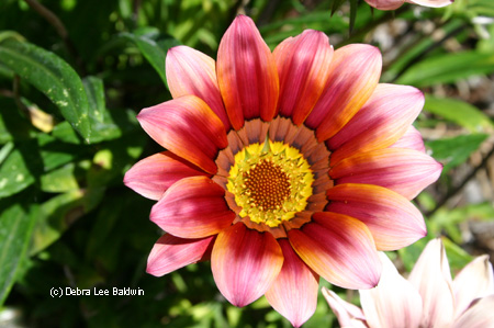 gazania_resized gazania_resized