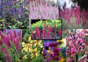 hcg-collage1-agastache-collection-from-david-salman-resized1