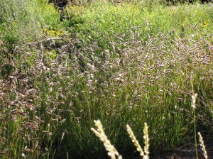 Bouteloua gracilis-courtesy of High Country Gardens