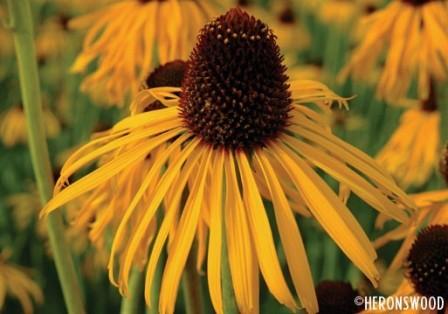 Echinacea paradoxa (Image courtesy of Heronswood)