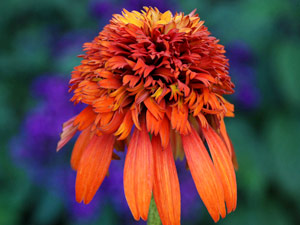 Echinacea purpurea 'Hot Papaya' (Image courtesy of Coneflower.com)