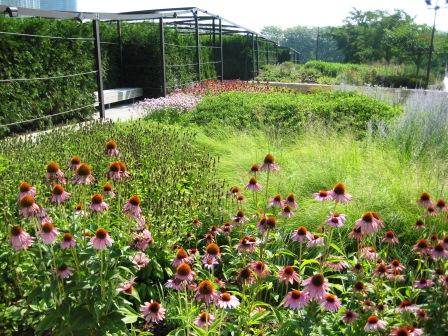 GGW Plant Pick of The Month- Echinacea - Gardening Gone Wild