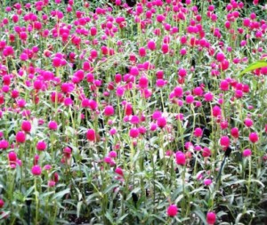 longwood-gardens-80708-020-gomphrena-resized