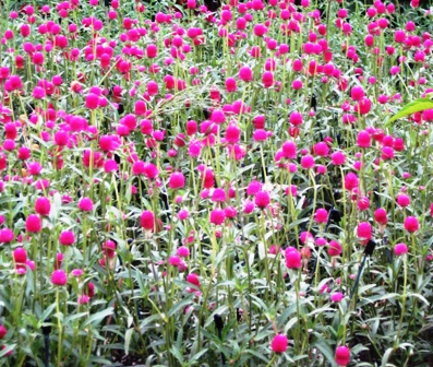 longwood-gardens-80708-020-gomphrena-resized longwood-gardens-80708-020-gomphrena-resized