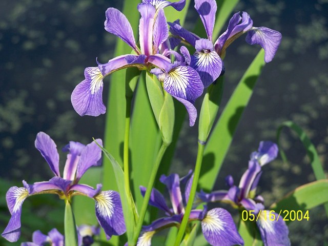 Marsh Iris