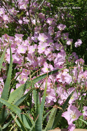 primroses-massed-resized primroses-massed-resized