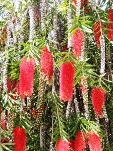 red-dripping-plant-callistemon-resized