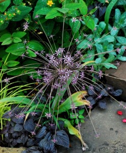 Allium 001