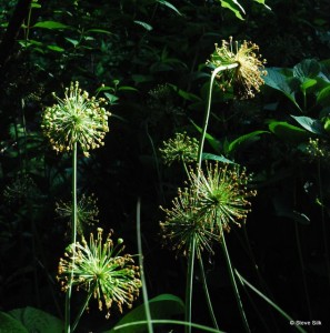 Allium 043-1