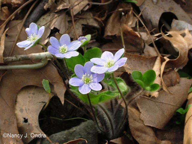 Anemone americana (formerly Hepatica americana)