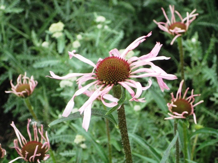 Battery Park Garden- 62009-echinacea up close-resized Battery Park Garden- 62009-echinacea up close-resized