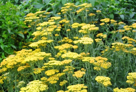 Battery Park Garden- 62009-yellow achillea-resized Battery Park Garden- 62009-yellow achillea-resized